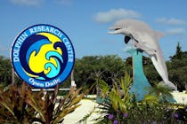 Interact with Dolphins at Dolphin Research Center