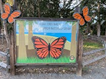 Experience the Majestic Monarch Butterfly Grove