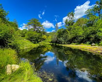 Explore the Wild-Collected Asian Plants at Sonoma Botanical Garden