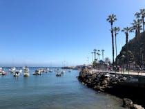 Explore Catalina's Coastal Wildlife