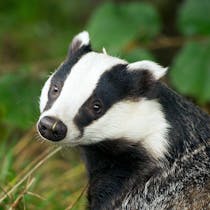 Explore the British Wildlife Centre