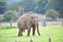 Explore Whipsnade Zoo