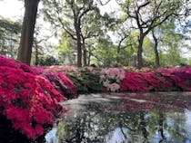 Explore the Serene Beauty of Isabella Plantation