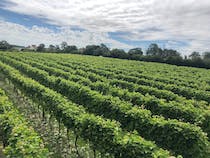 Sample the Superb Wines at Winbirri Vineyard