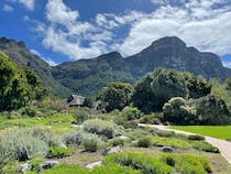 Explore the Tranquil Beauty of Kirstenbosch Gardens