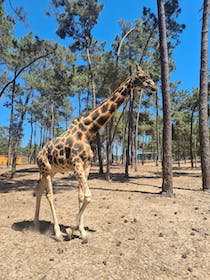 Explore the Wildlife at Badoca Safari Park