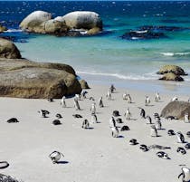 Boulders Beach