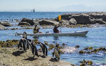 Kayak Cape Town (Simon's Town)