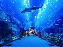 Immerse Yourself in the Dubai Aquarium & Underwater Zoo