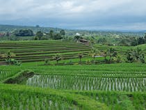 Explore the Majestic Jatiluwih Rice Terraces