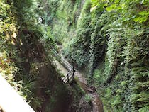 Explore Shanklin Chine's Enchanting Wooded Ravine
