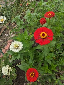 Explore St David's Foundation Community Garden