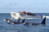 Spot dolphins on SeaXplorer Sagres