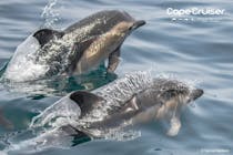 Watch dolphins and explore coastal caves with Cape Cruiser
