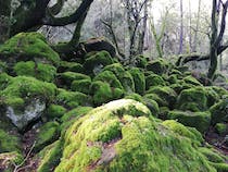 Explore the enchanting Bosco del Sasseto