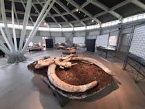 Explore the fossil collection at Museo Paleontologico Luigi Boldrini Pietrafitta