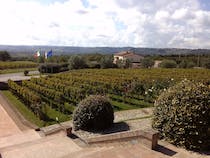 Experience wine tastings at the Famiglia Cotarella