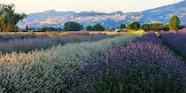 Explore the beauty of  Il Lavandeto di Assisi