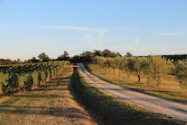 Explore the vineyard at Pomario Cantina