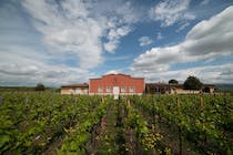 Sample the wine at Tenuta La Braccesca.