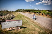Explore the vineyards of Madrevite