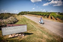 Explore the vineyards of Madrevite