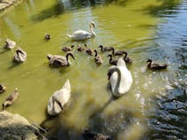 Take in the beauty of Lago dei Cigni