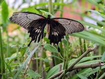 Explore the Butterfly House
