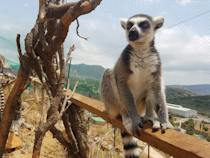 Feed lemurs and explore wildlife at Amazonas Park