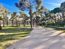 Explore the Pine Forest of San José