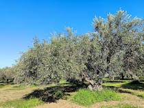 Explore Antico Frantoio Vallone