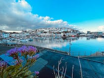 Spot the seals at Brixham Harbour