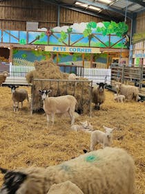 Experience the fun at The Big Sheep