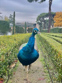 Stroll among peacocks at Cecilio Rodríguez Garden