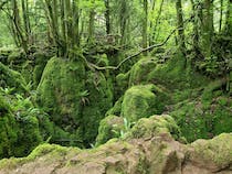 Explore the Enchanting Puzzlewood