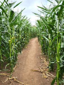 Explore the Elton Giant Mazes and Activities Maze