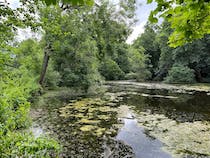 Explore the tranquil C S Lewis Nature Reserve