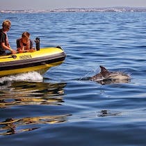 Experience dolphin watching and cave tours with Dream Wave Algarve