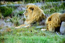 Explore Drakenstein Lion Park
