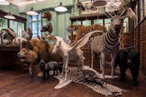 Get lost in a cabinet of curiosities at Deyrolle