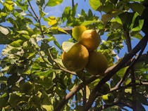 Experience Italian Farm Life at La Masseria