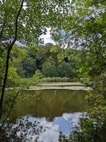 Explore the serene Malmaison Forest