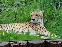 Visit Paignton Zoo Environmental Park