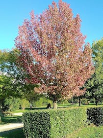 Explore Park Villa Montalvo And Ragnaia