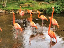 Explore Birdland Park & Gardens