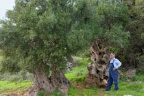 Enjoy the olive tour at Vassilakis Estate