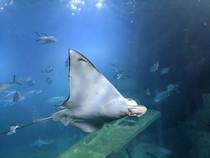 Explore the underwater wonders at National Marine Aquarium