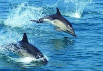 Experience dolphin watching with Funfish Trips