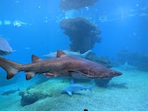 Peak beneath the Surface at Palma Aquarium