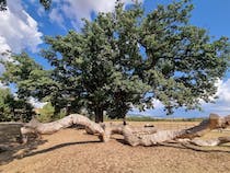 Marvel at the majestic Quercia delle Checche